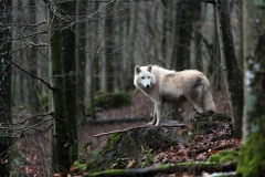 Adler- und Wolfspark Kasselburg