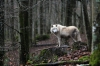 Polar-Wolf