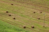 campo