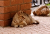 gatto