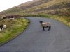 lammermuirhillsschaf