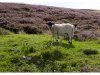 lammermuirhillsschaf3