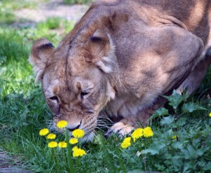 Löwe liebt Löwenzahn